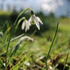 Frühling lässt grüßen 