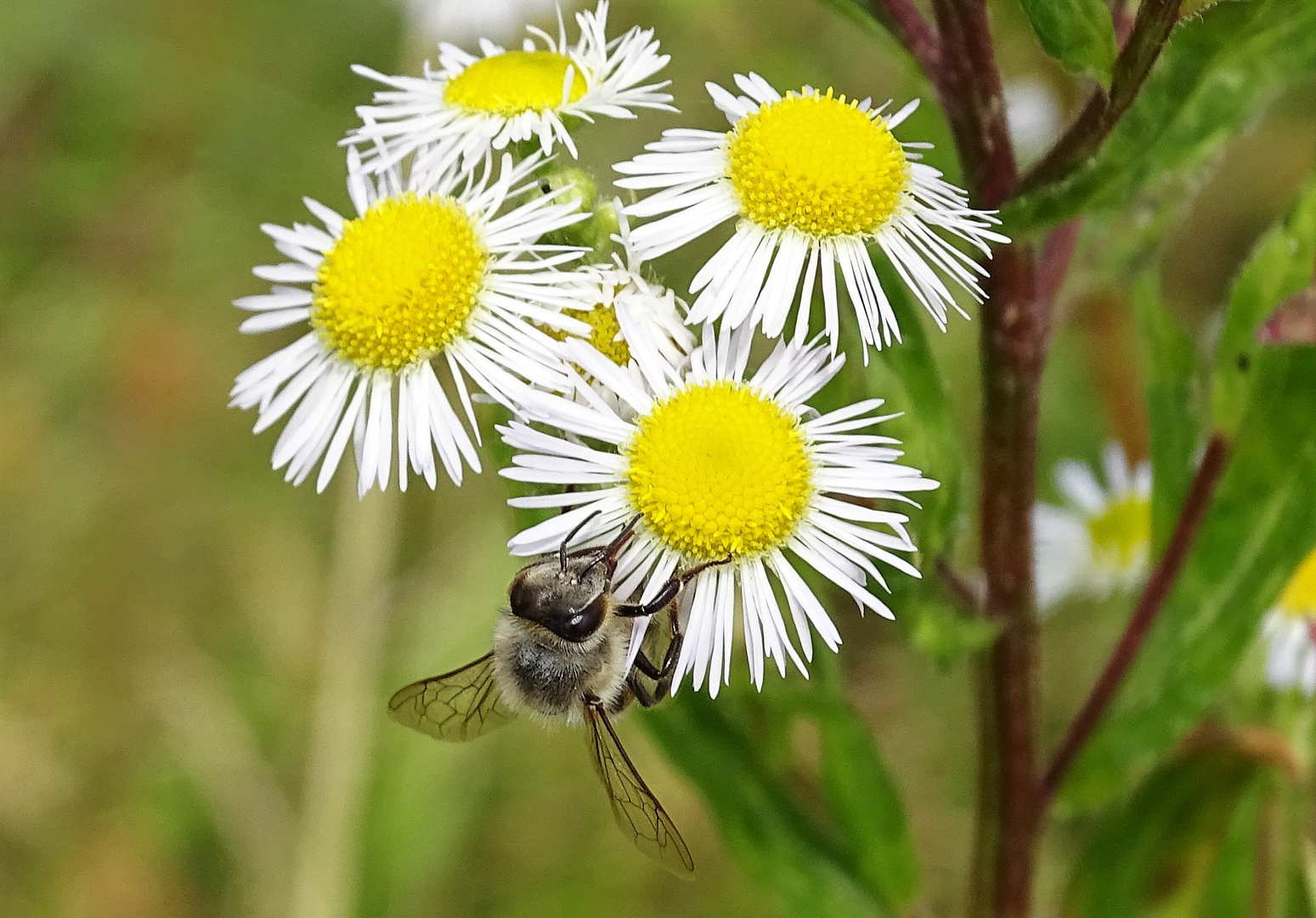 Frühling läßt Grüßen