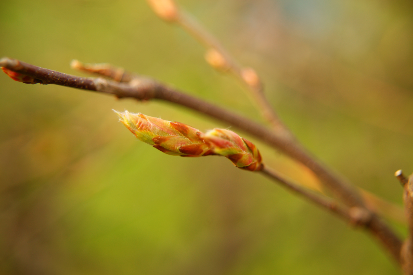 Frühling läßt Grüßen...