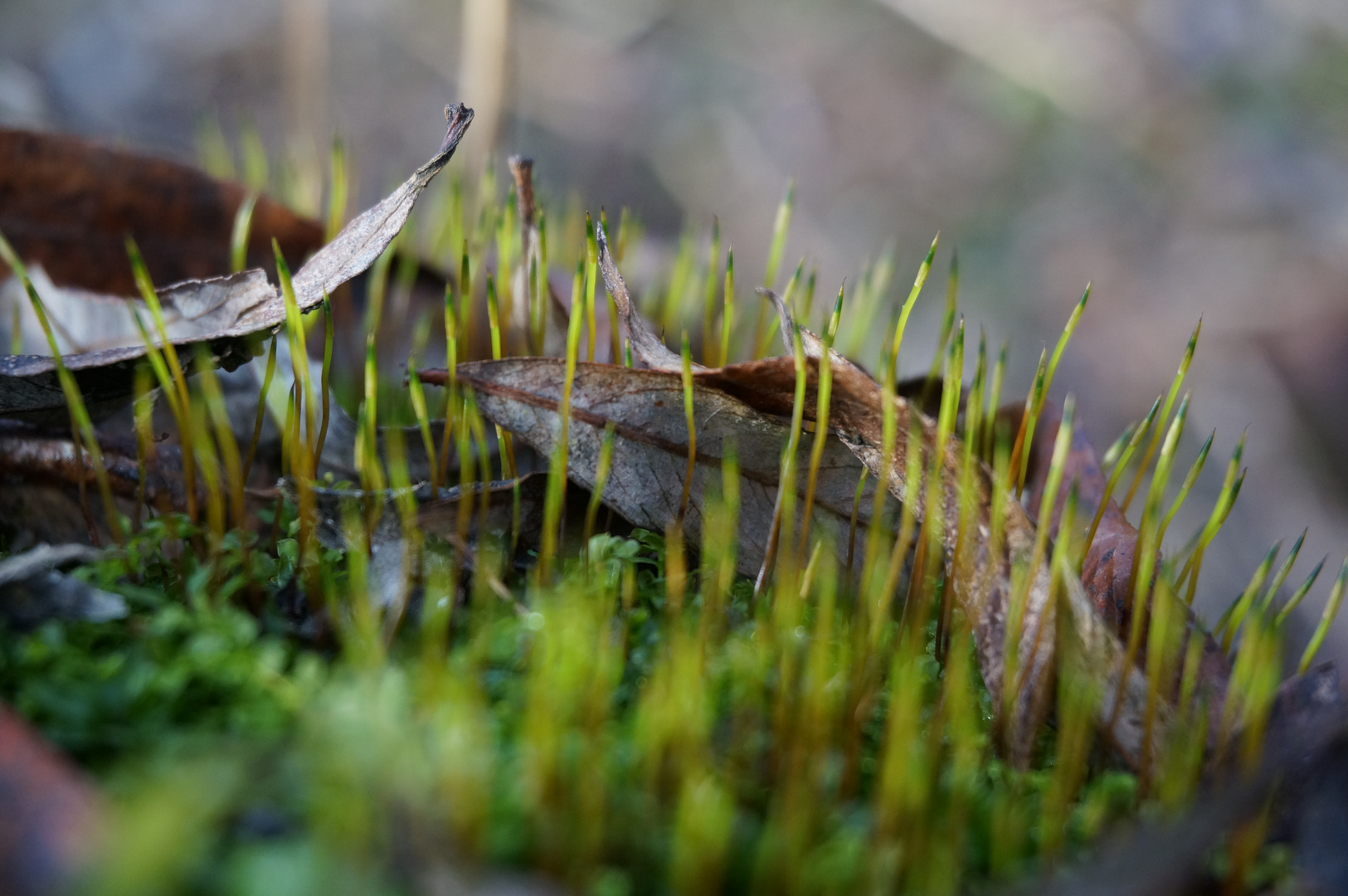 Frühling lässt grüßen