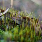 Frühling lässt grüßen