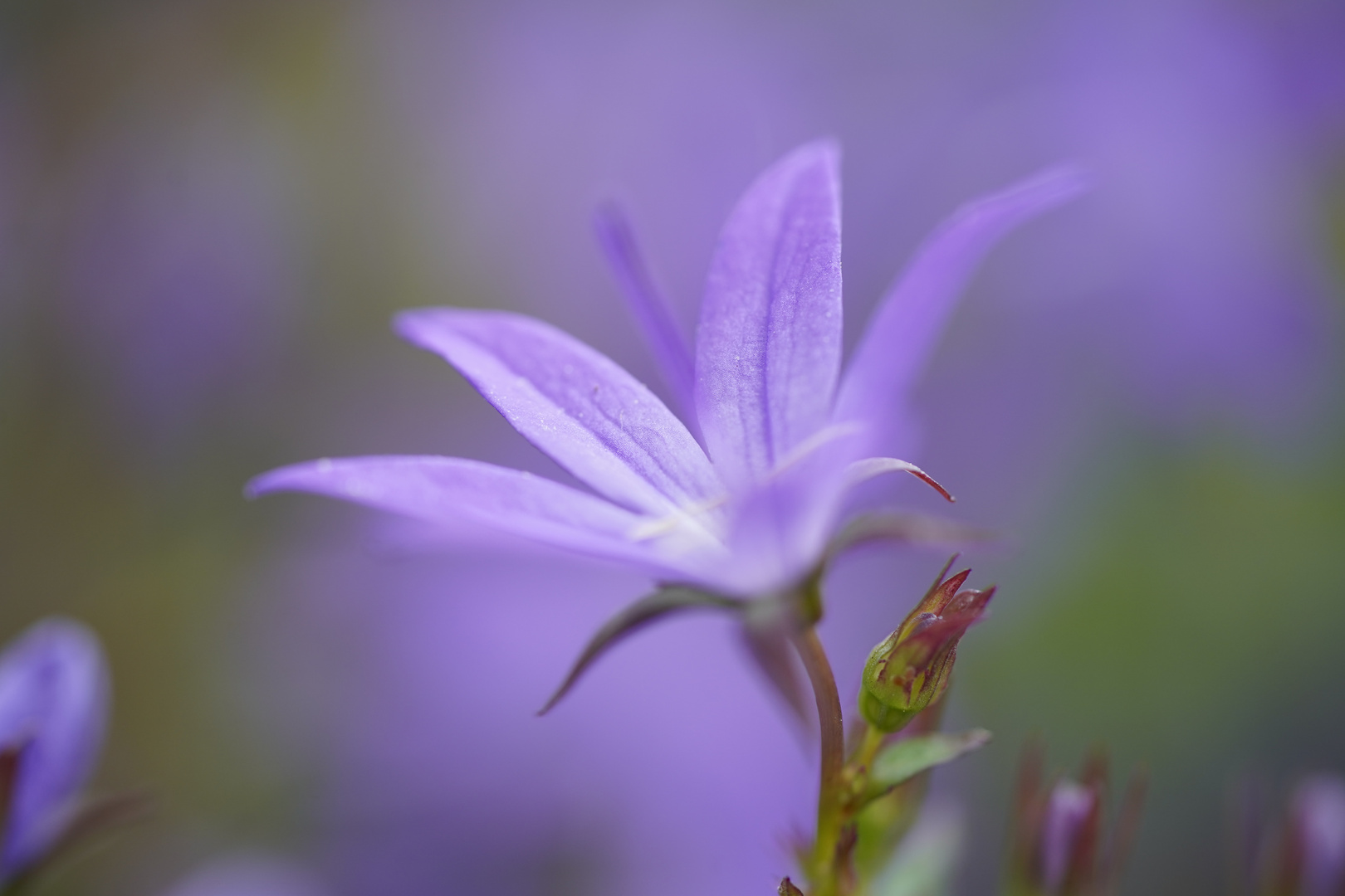 Frühling lässt grüßen 