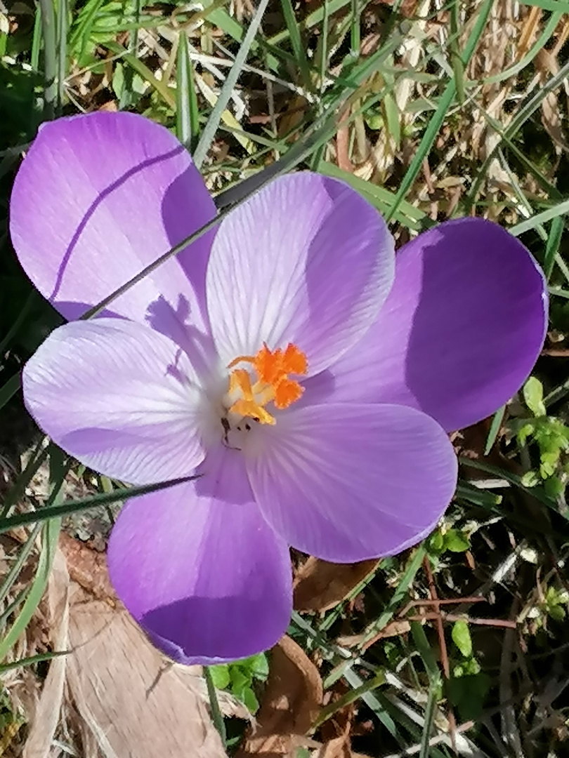 Frühling lässt grüßen 