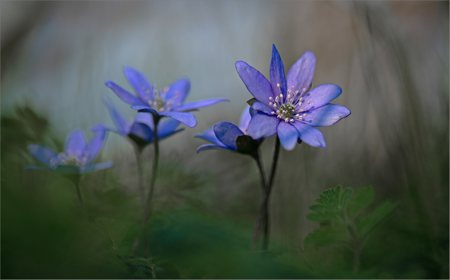 Frühling lässt sein blaues   . . .