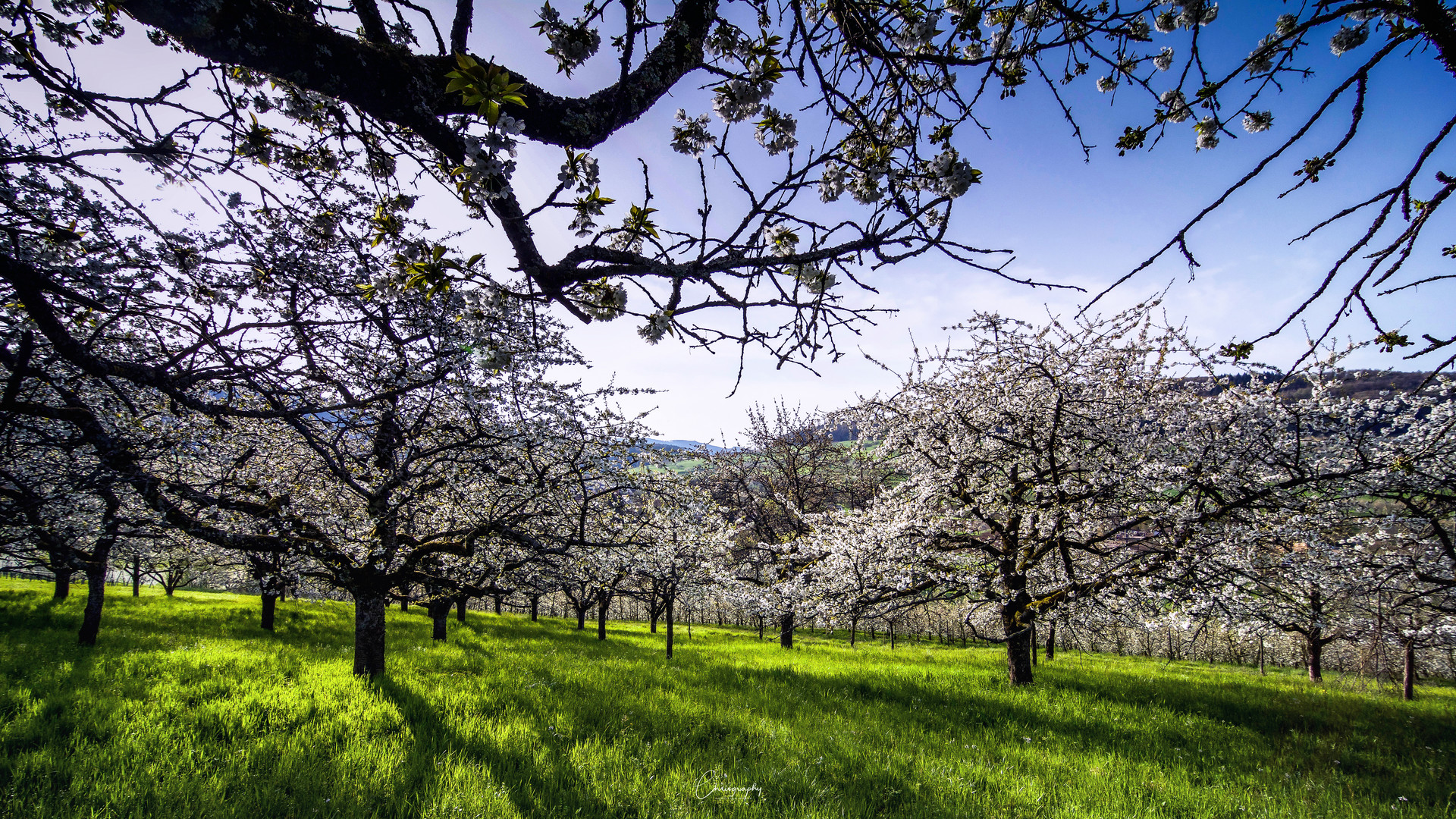 Frühling lässt sein blaues Band...