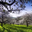 Frühling lässt sein blaues Band...