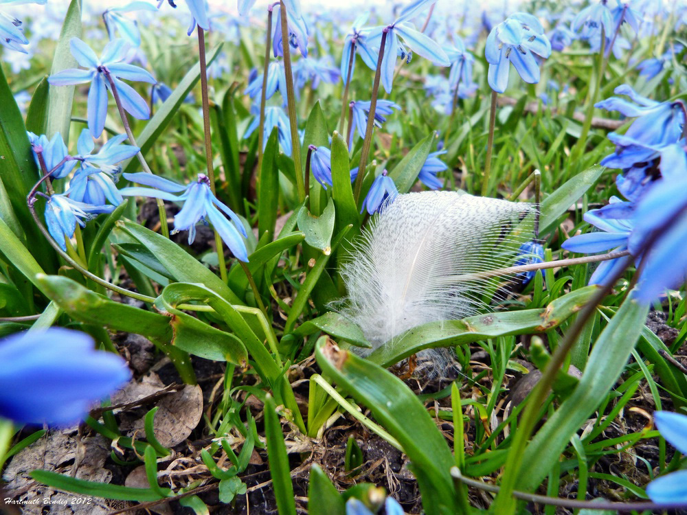 Frühling lässt sein blaues Band........