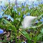 Frühling lässt sein blaues Band........