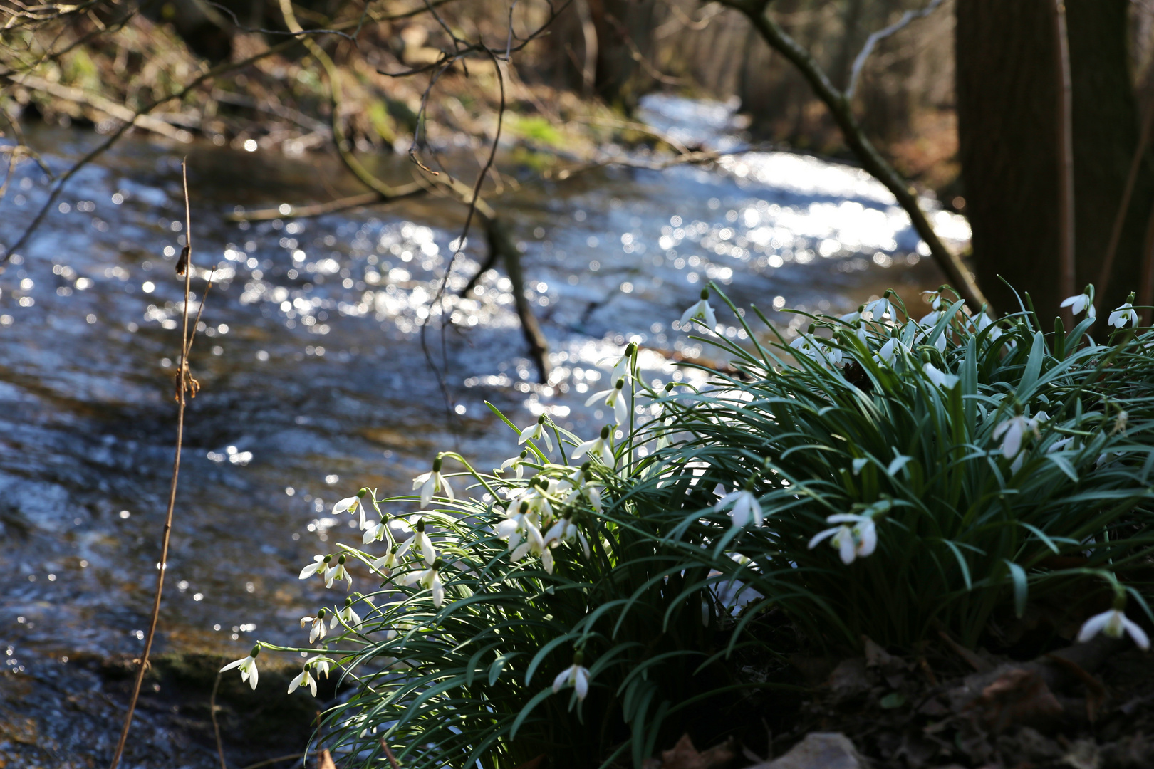 Frühling lässt sein blaues Band...