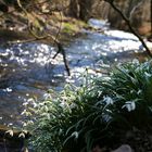 Frühling lässt sein blaues Band...