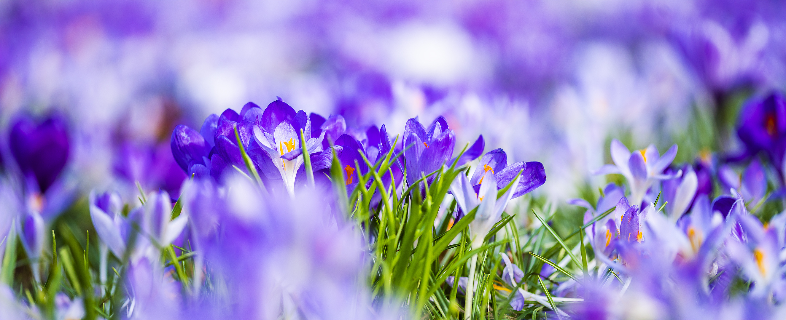 … Frühling lässt sein blaues Band …