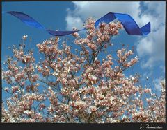 Frühling läßt sein blaues Band...