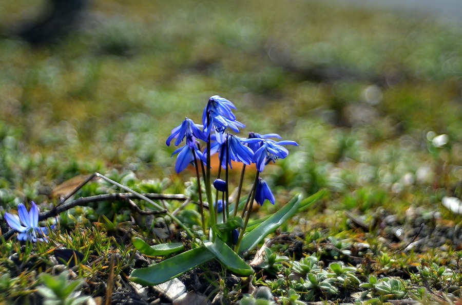 *frühling lässt sein blaues band*