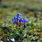 *frühling lässt sein blaues band*