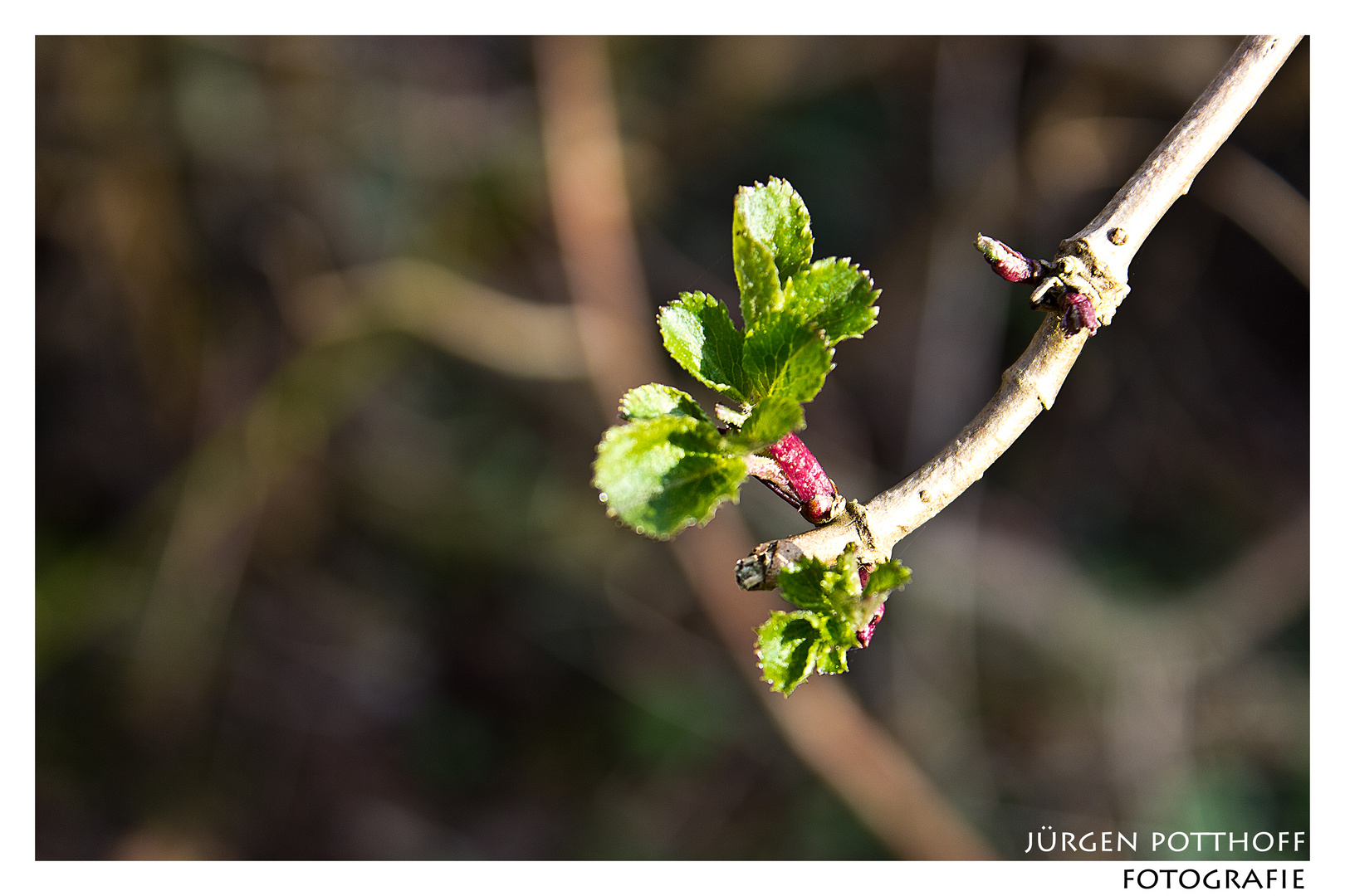 Frühling lässt sein blaues Band....