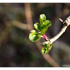 Frühling lässt sein blaues Band....