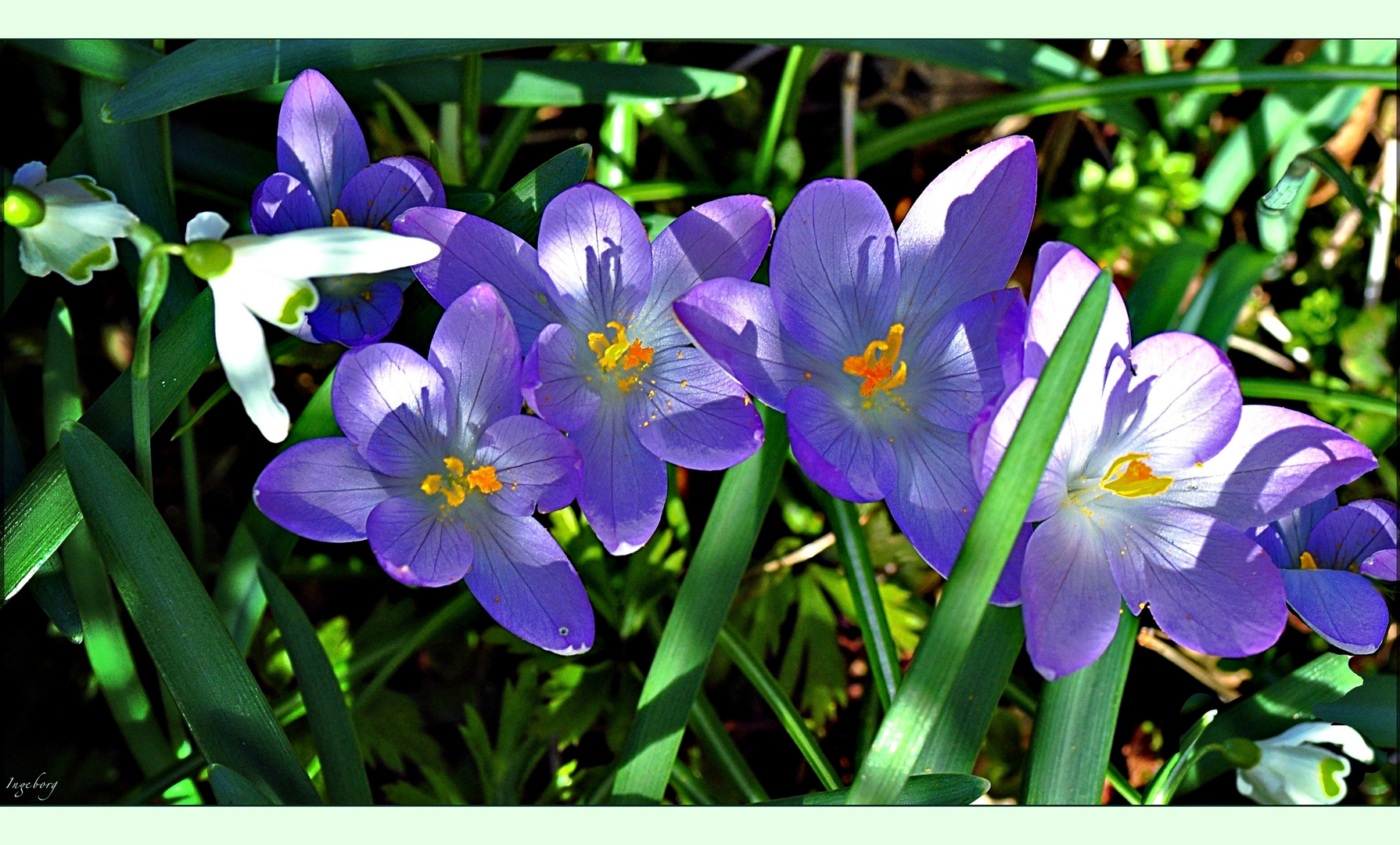 ~ FRÜHLING  lässt sein blaues Band ~