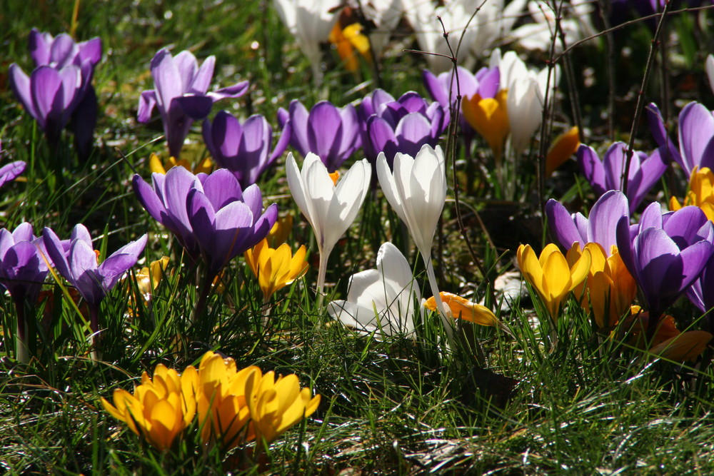 Frühling lässt sein blaues Band...