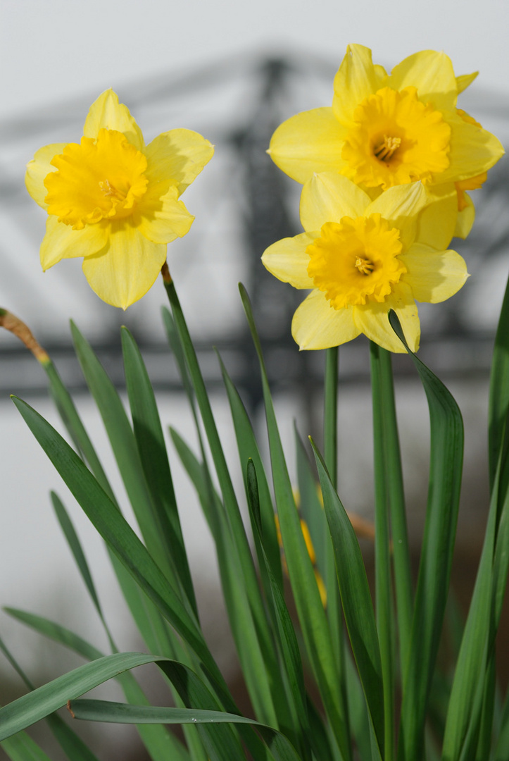 Frühling läßt sein blaues Band...