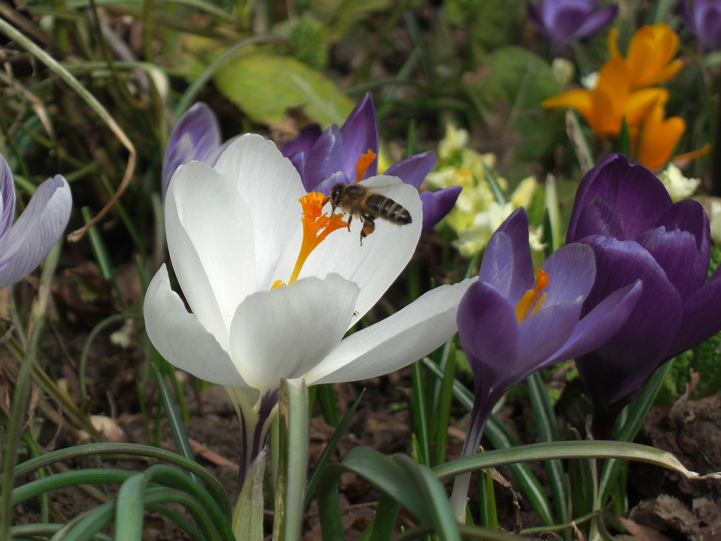 Frühling läßt sein blaues Band...