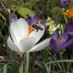 Frühling läßt sein blaues Band...