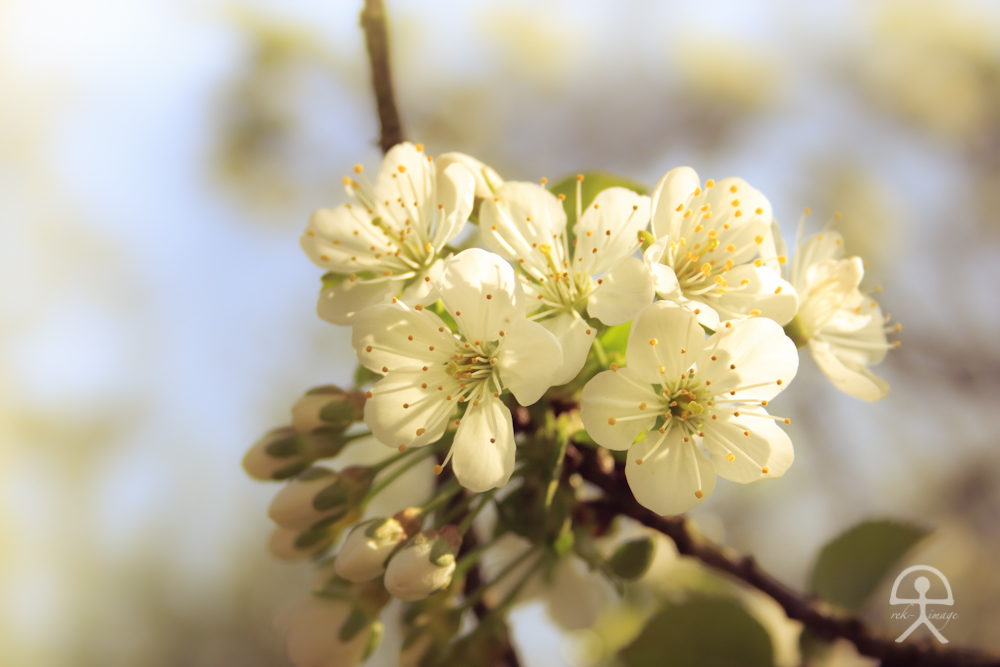 Frühling lässt sein blaues Band...