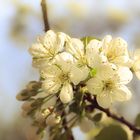 Frühling lässt sein blaues Band...