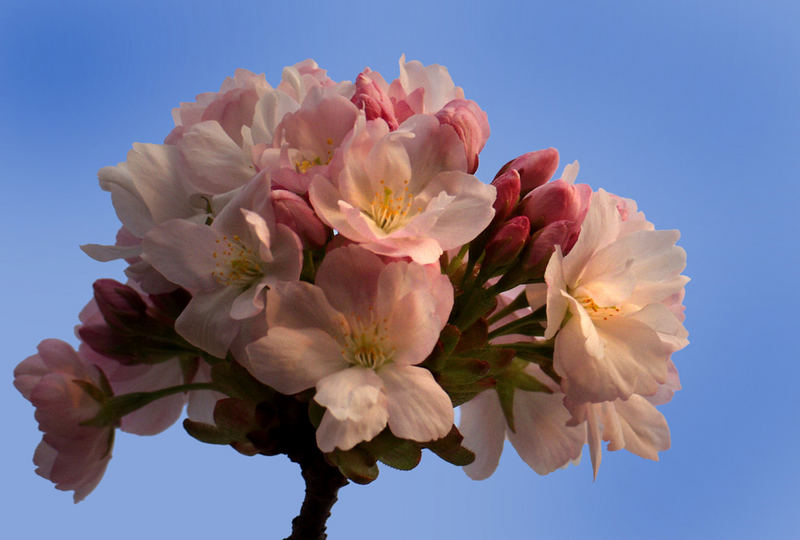 ~ Frühling lässt sein blaues Band ~~