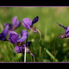 Frühling läßt sein blaues Band