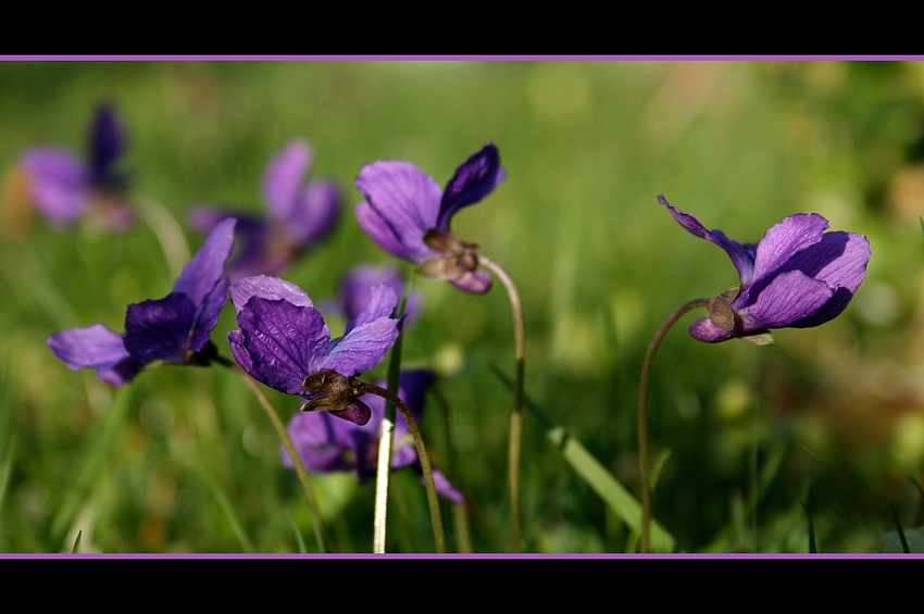 Frühling läßt sein blaues Band