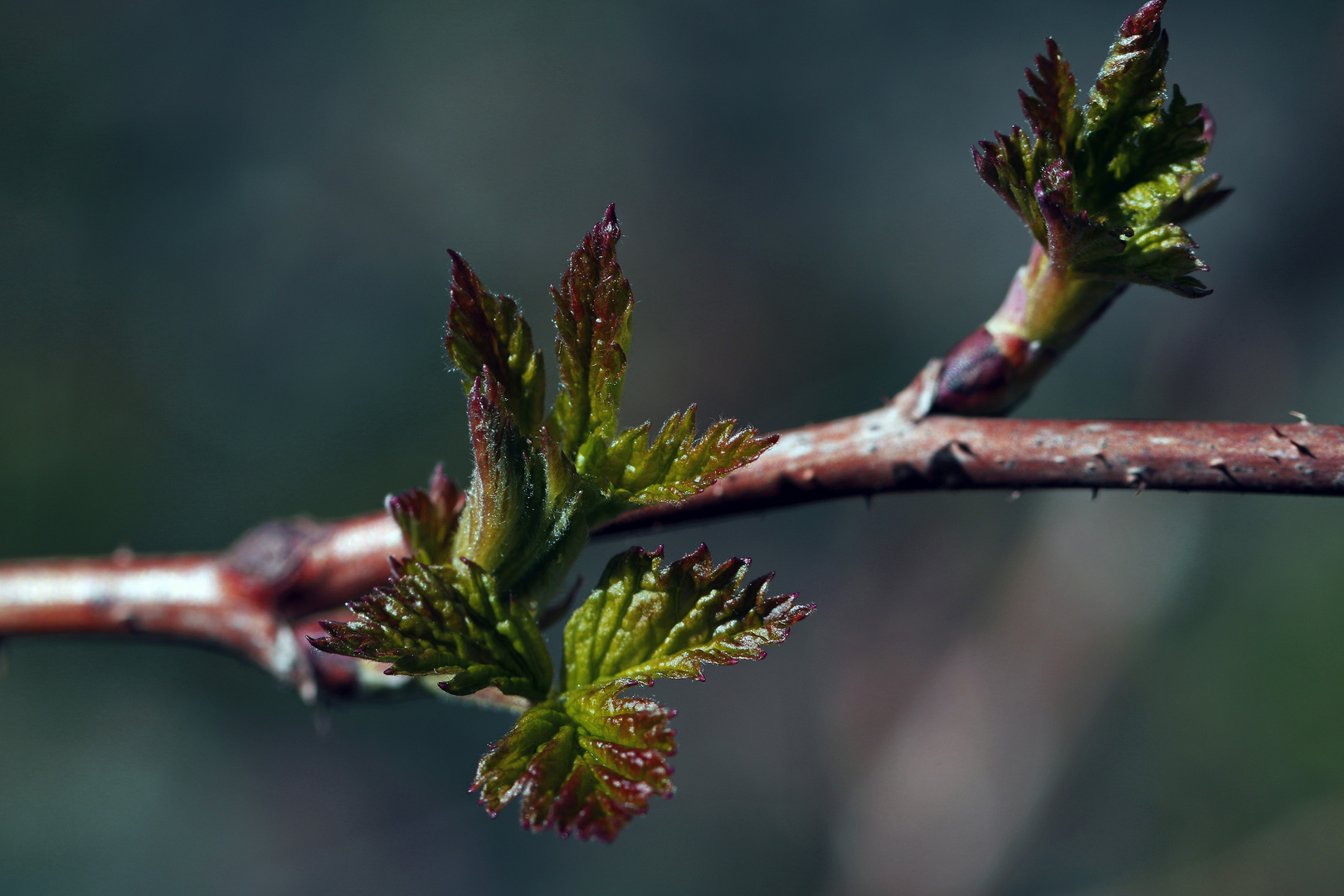 Frühling lässt sein blaues Band ....