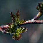 Frühling lässt sein blaues Band ....