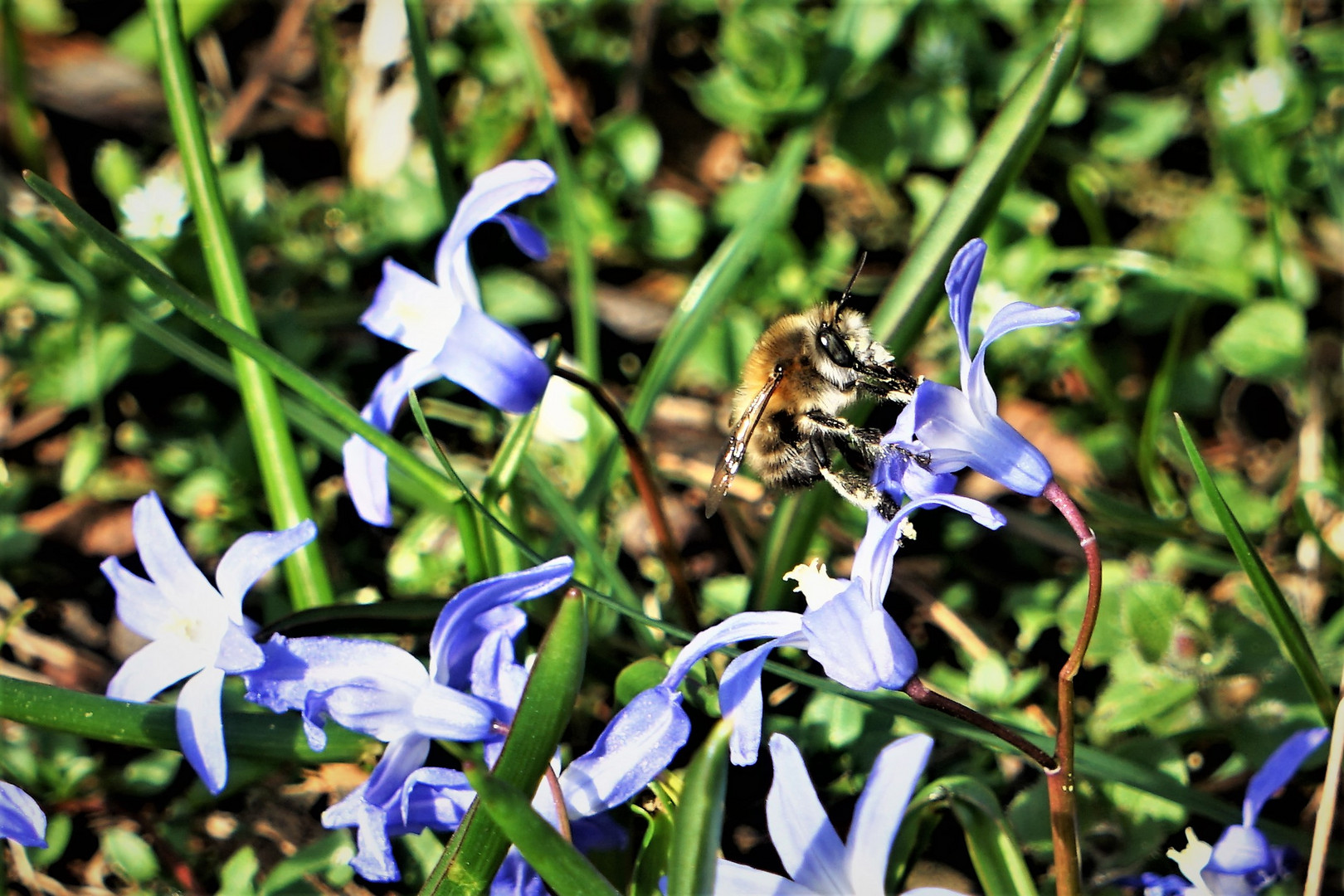 Frühling lässt sein blaues Band....