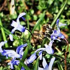 Frühling lässt sein blaues Band....