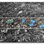 Frühling läßt sein blaues Band ...