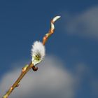 Frühling lässt sein blaues Band...