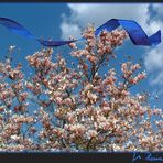 FRÜHLING LÄSST SEIN BLAUES BAND .......