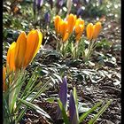 Frühling lässt sein blaues Band...