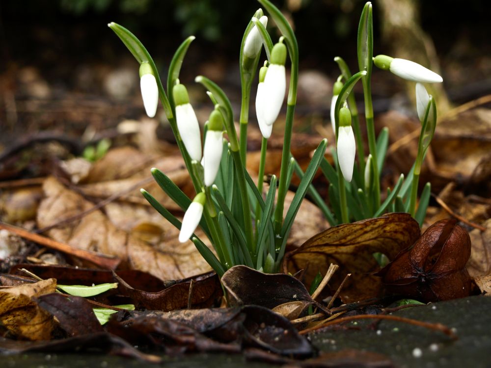 Frühling lässt sein blaues Band...