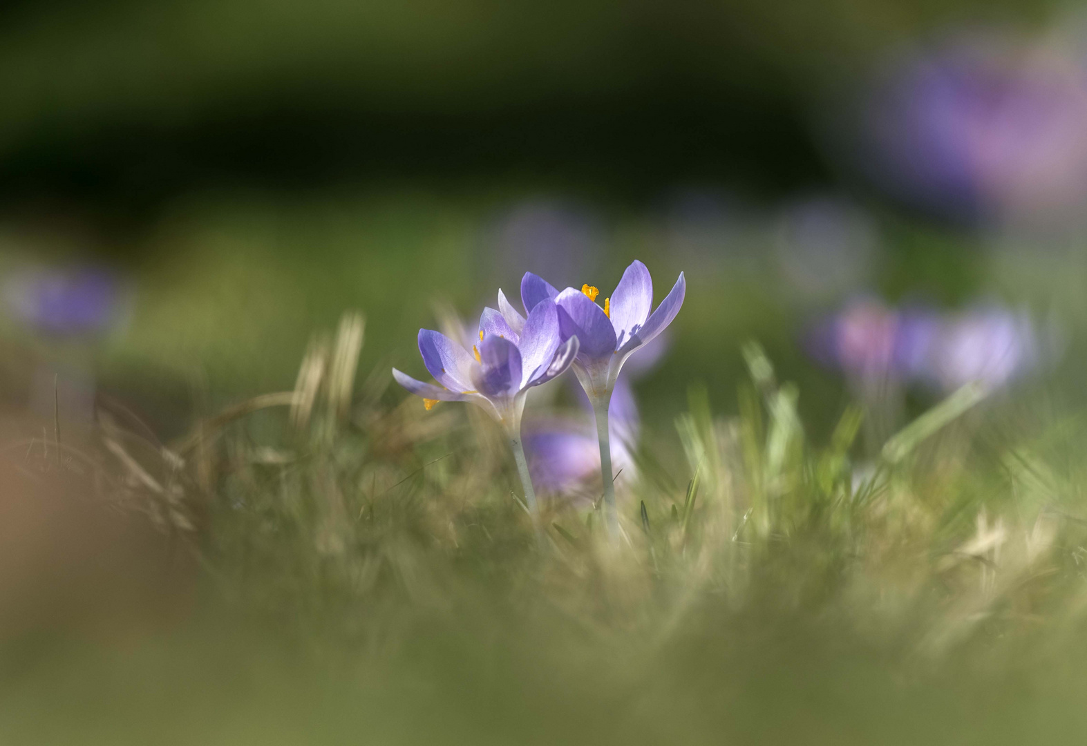 Frühling lässt sein blaues Band ....