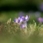 Frühling lässt sein blaues Band ....