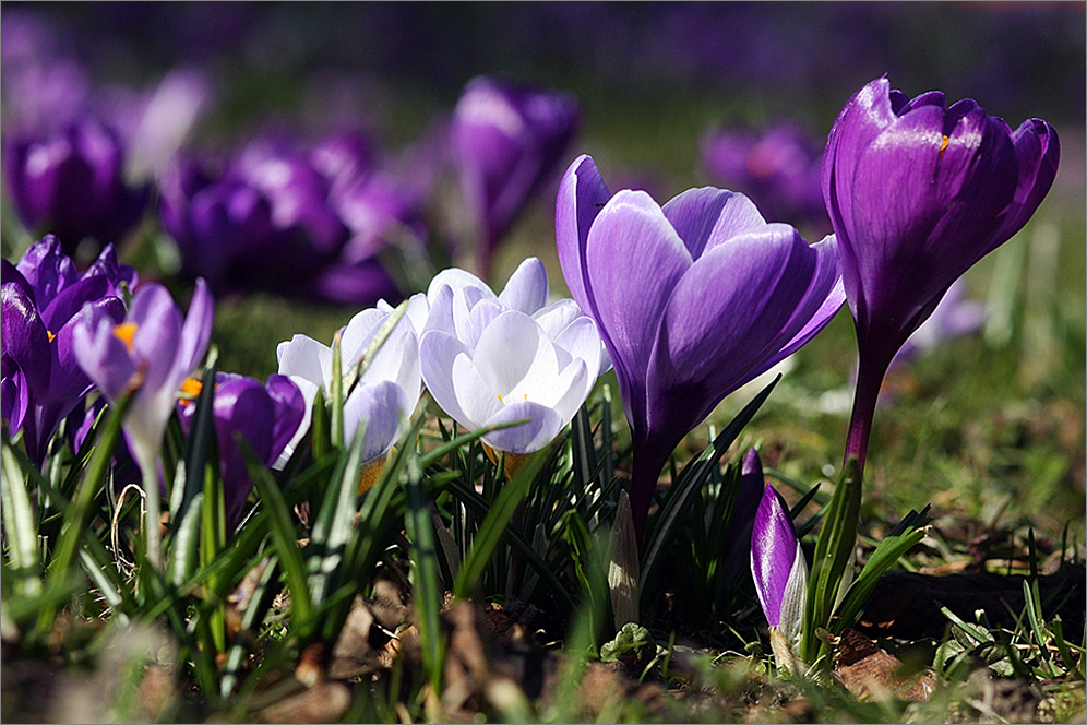 " Frühling " ... lässt sein blaues Band...