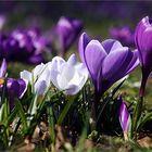 " Frühling " ... lässt sein blaues Band...