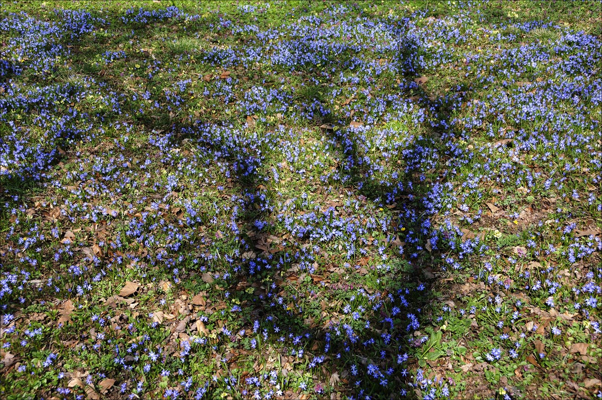 Frühling lässt sein blaues Band ...