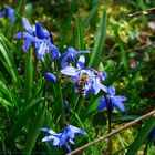 Frühling lässt sein blaues Band....