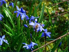 Frühling lässt sein blaues Band....