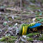 Frühling lässt sein blaues Band…