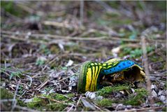 Frühling lässt sein blaues Band…