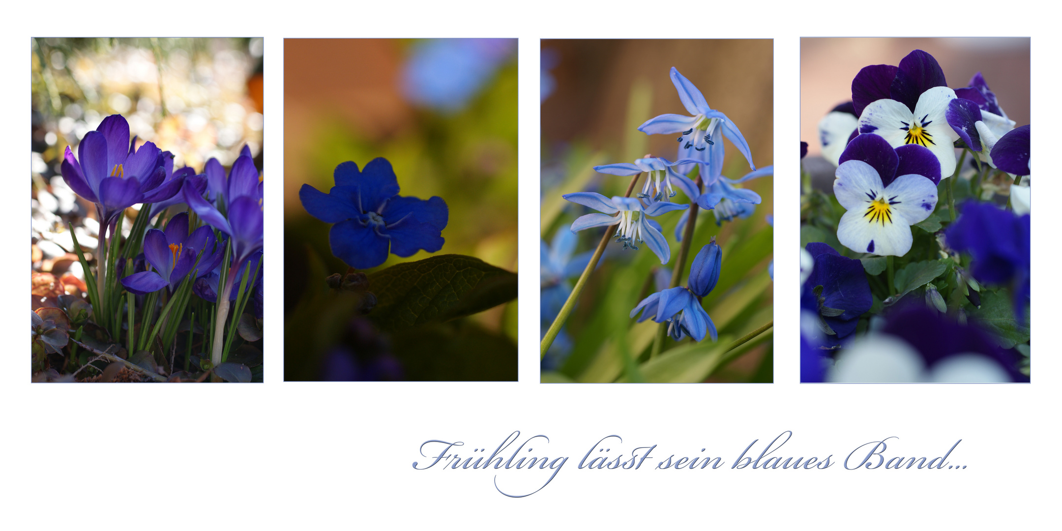 Frühling lässt sein blaues Band...