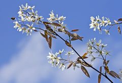 Frühling lässt sein blaues Band...